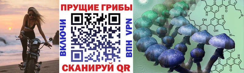 Галлюциногенные грибы MAGIC MUSHROOMS  купить наркотики сайты  Черногорск 
